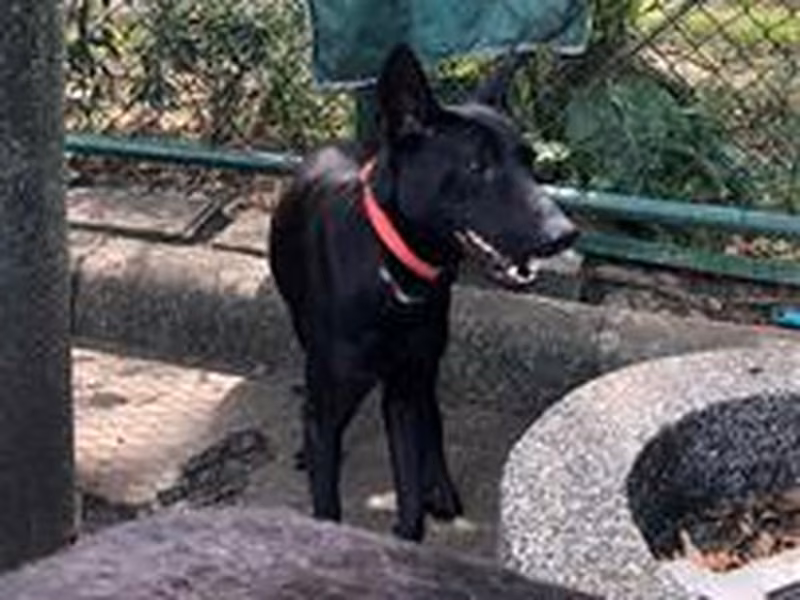 Black adult male mixed-breed dog, Medium, shelter no. …1406