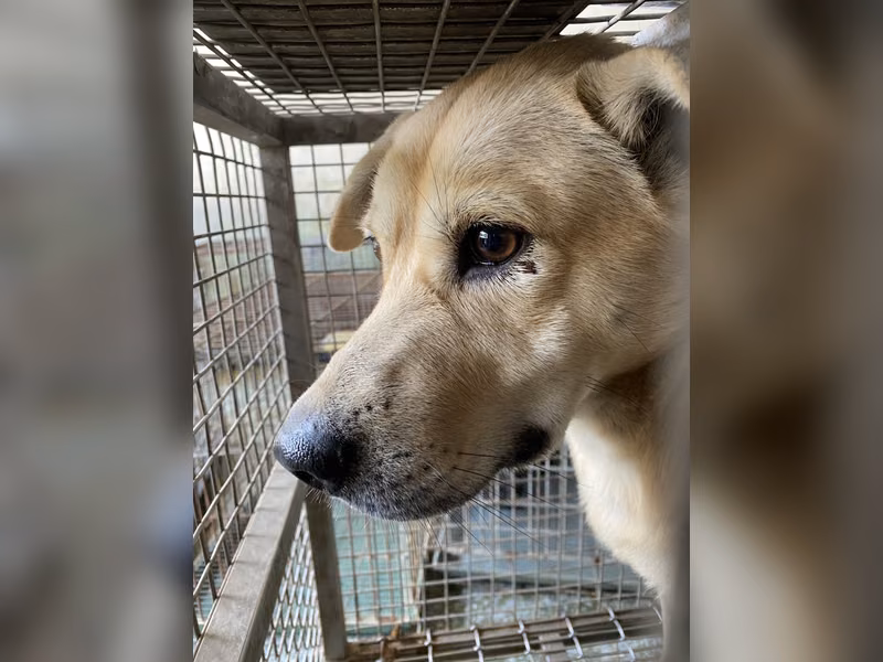 Tan adult male mixed-breed dog, Medium, shelter no. …6-02