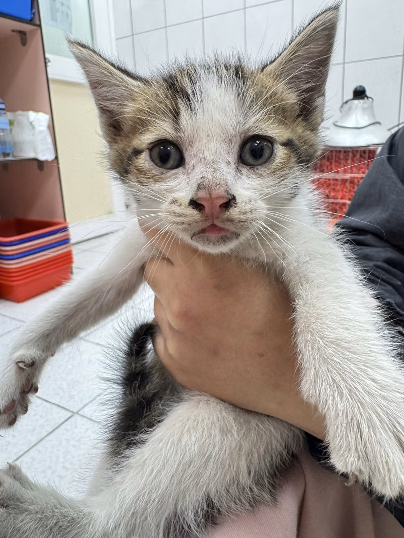 Tabby-and-white young male mixed-breed cat, Small, shelter no. …1003