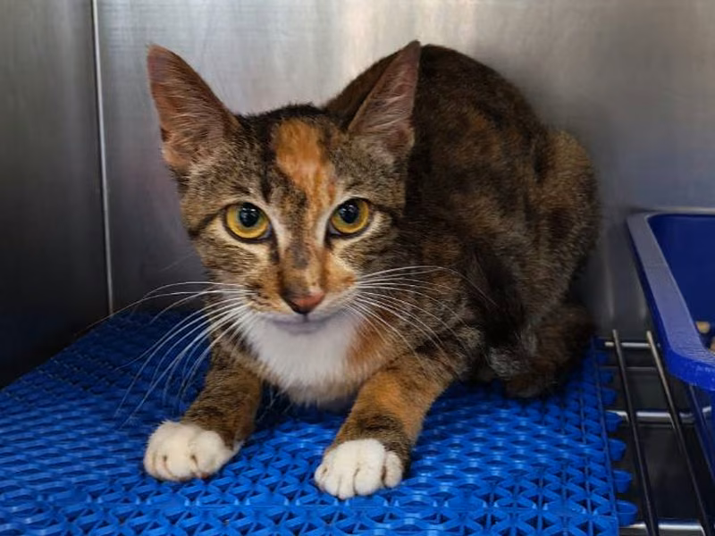 Patched young female mixed-breed cat, Medium, shelter no. …5005
