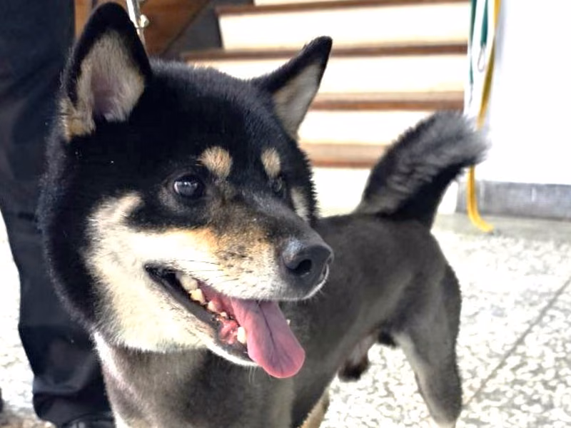 Black adult male Shiba Inu, Large, shelter no. …0972