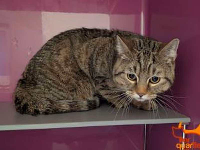 Brown tabby adult male European Shorthair, shelter no. …4131