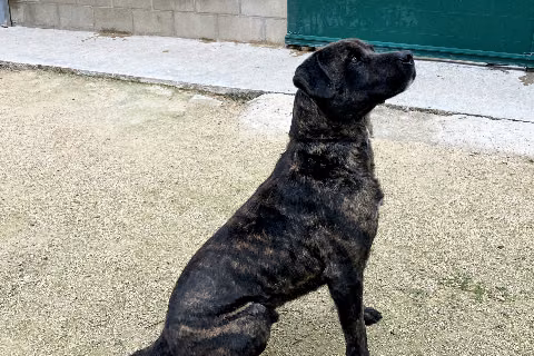 Mantecon, Senior · Male · Large · Mixed breed