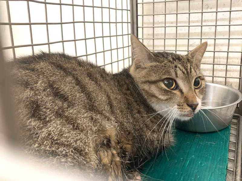 Tabby-and-white adult male mixed-breed cat, Small, shelter no. …2801
