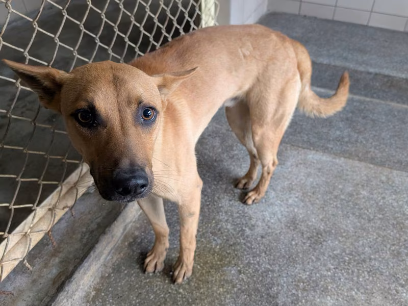 Tan adult male mixed-breed dog, Large, shelter no. …2606