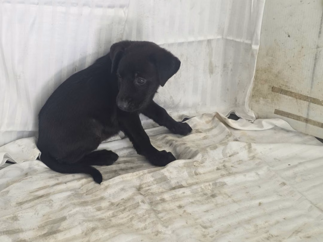 Black young female mixed-breed dog, Small, shelter no. …2909
