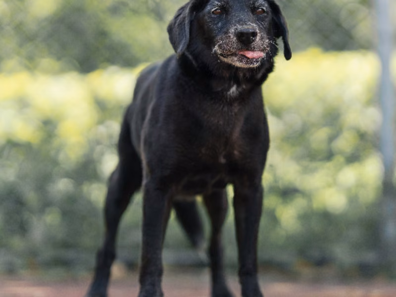 Black adult female mixed-breed dog, Medium, shelter no. …1806