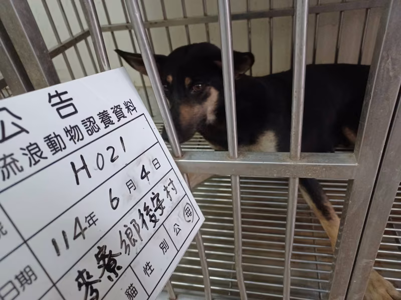 Black-and-tan adult female mixed-breed dog, Large, shelter no. …021D