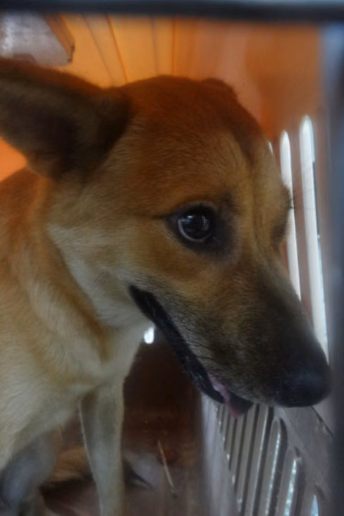 Black-and-tan adult female mixed-breed dog, Large, shelter no. …1422