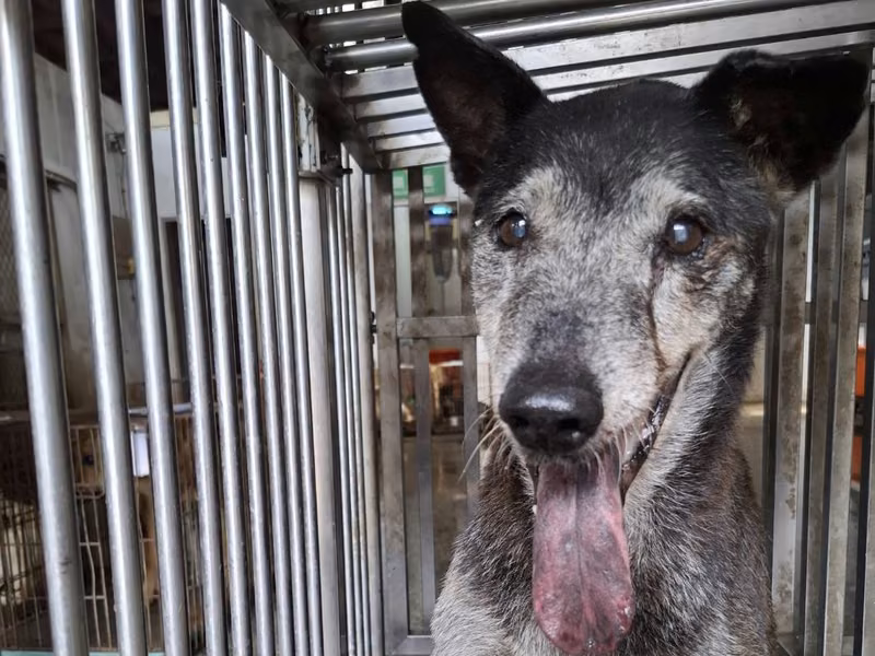 Black-and-gray adult female mixed-breed dog, Medium, shelter no. …0-01