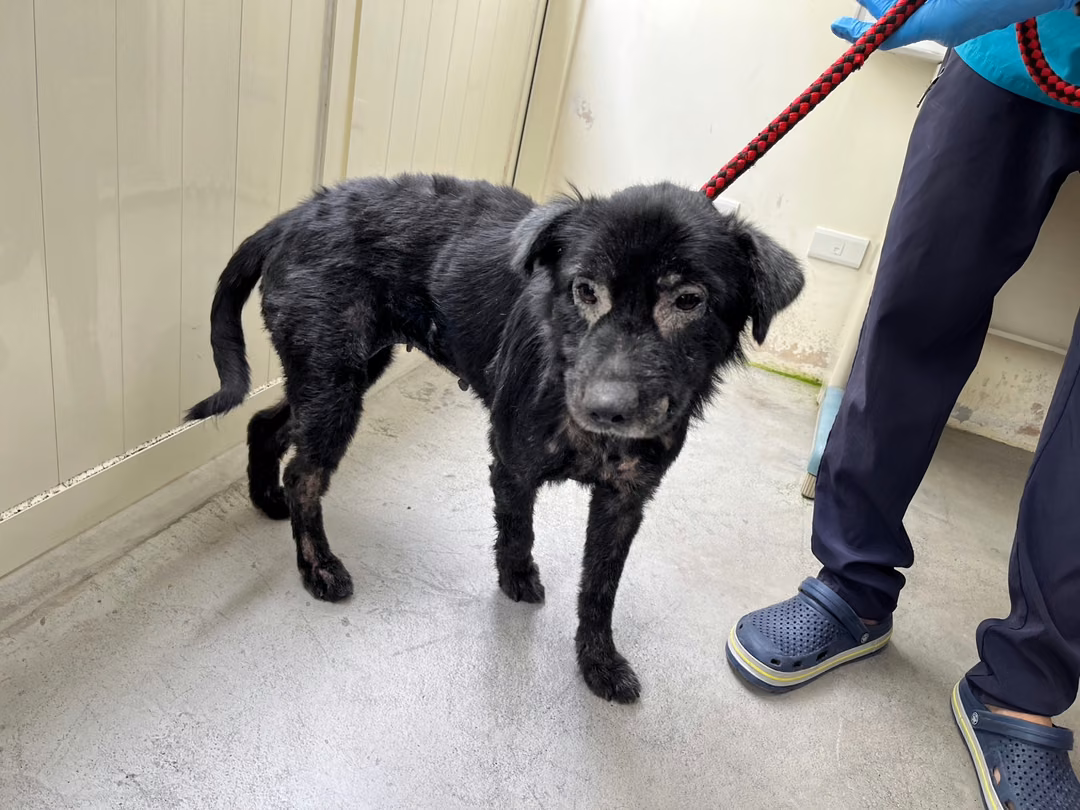 Black adult female mixed-breed dog, Medium, shelter no. …2705