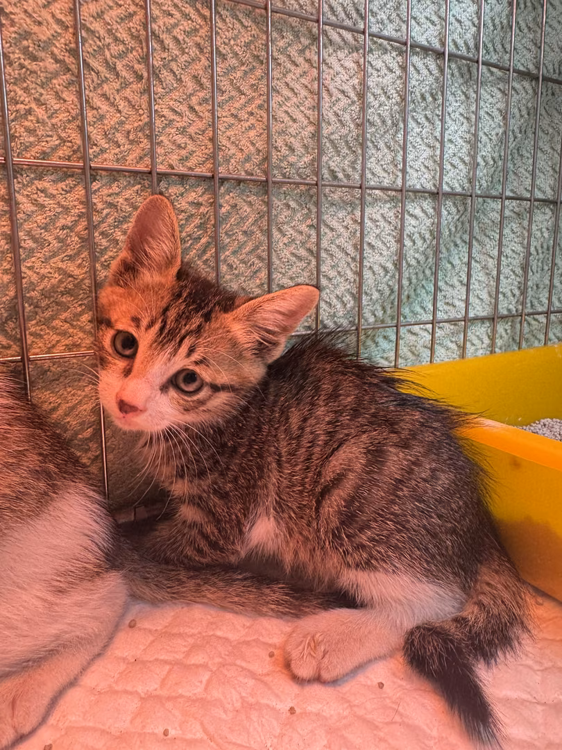 Tabby young male mixed-breed cat, Small, shelter no. …2003