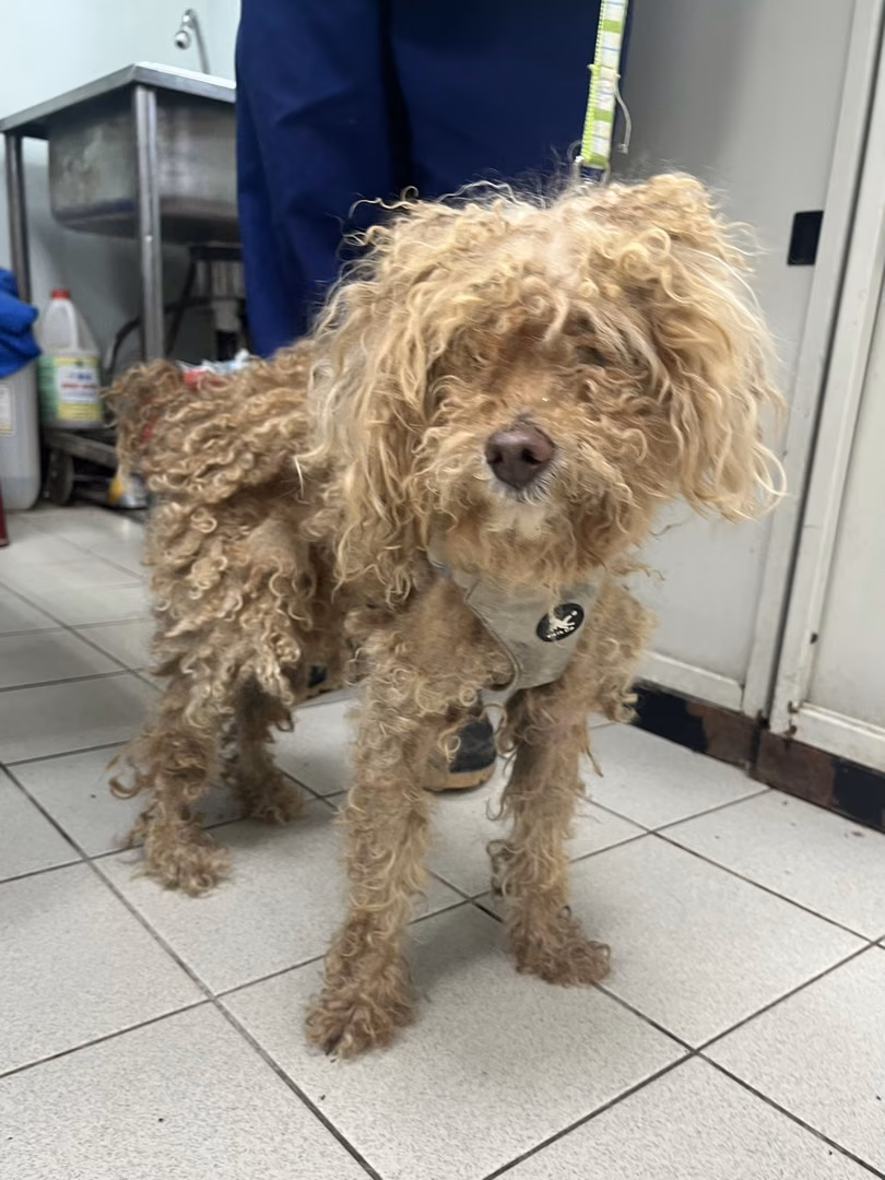 Brown adult female mixed-breed dog, Small, shelter no. …5003