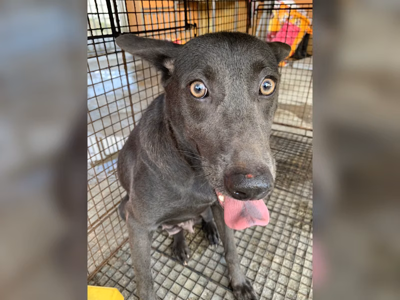 Black adult female mixed-breed dog, Large, shelter no. …2005