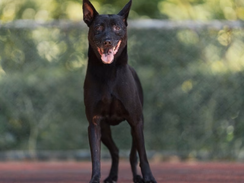 Black adult female mixed-breed dog, Medium, shelter no. …0525