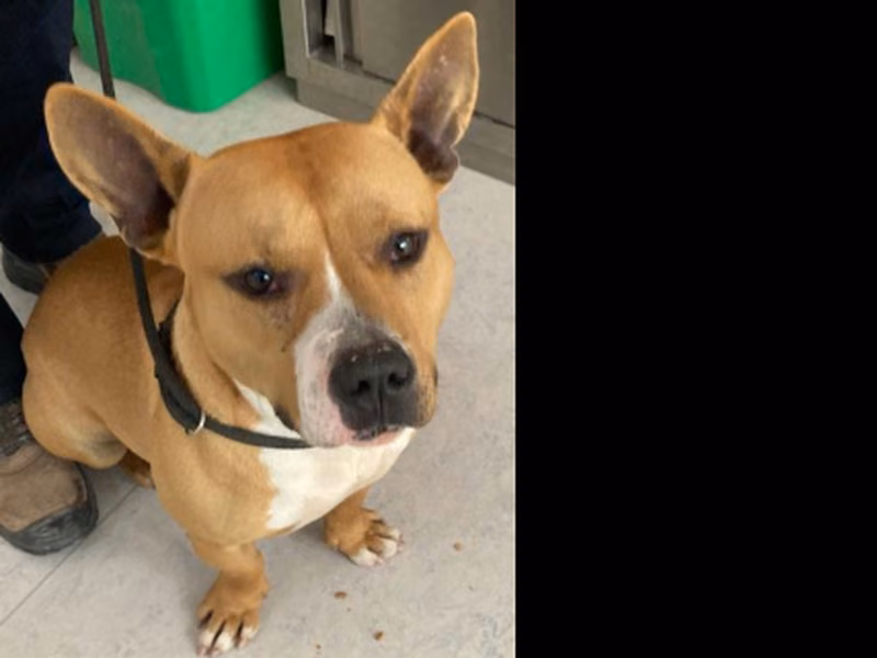 Furius, Adult · Male · Large · Mixed breed