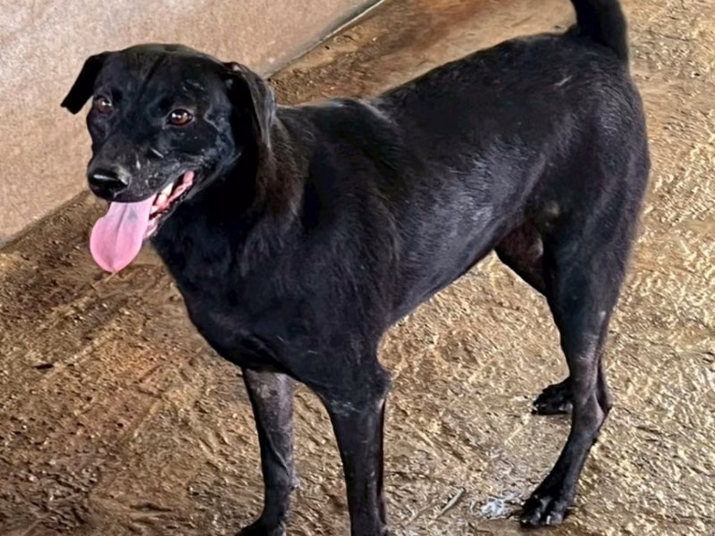 Black adult female mixed-breed dog, Large, shelter no. …063D