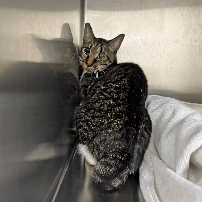 Tabby-and-white adult female mixed-breed cat, Medium, shelter no. …0602