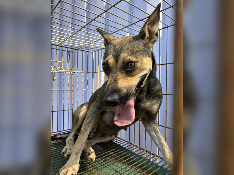 Brown adult female mixed-breed dog, Medium, shelter no. …5004