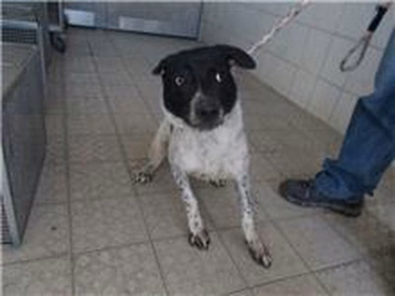 Black-and-white adult male mixed-breed dog, Medium, shelter no. …9276