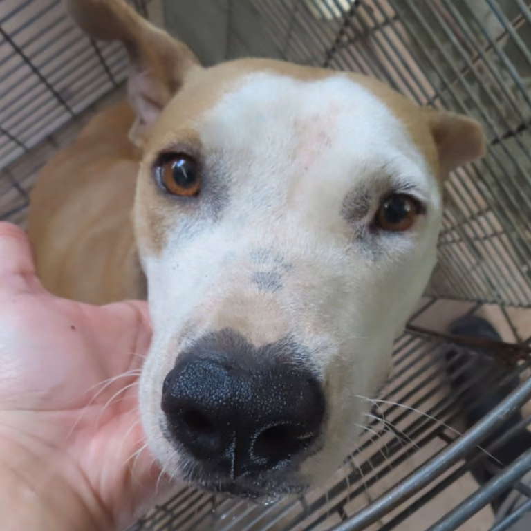 Tan adult female American Pit Bull Terrier, Medium, shelter no. …8-11
