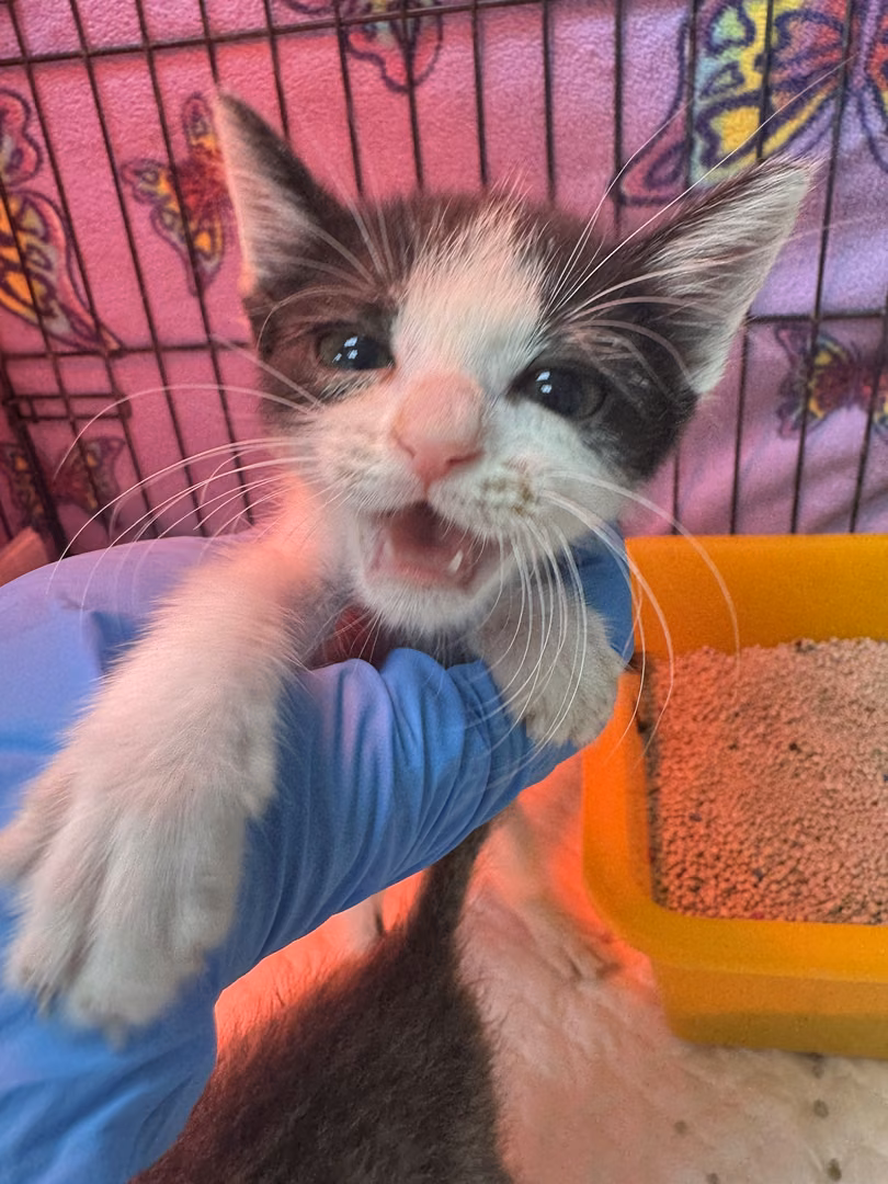 Black-and-white young female mixed-breed cat, Small, shelter no. …7008