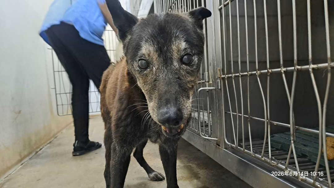 Black adult female mixed-breed dog, Medium, shelter no. …1404