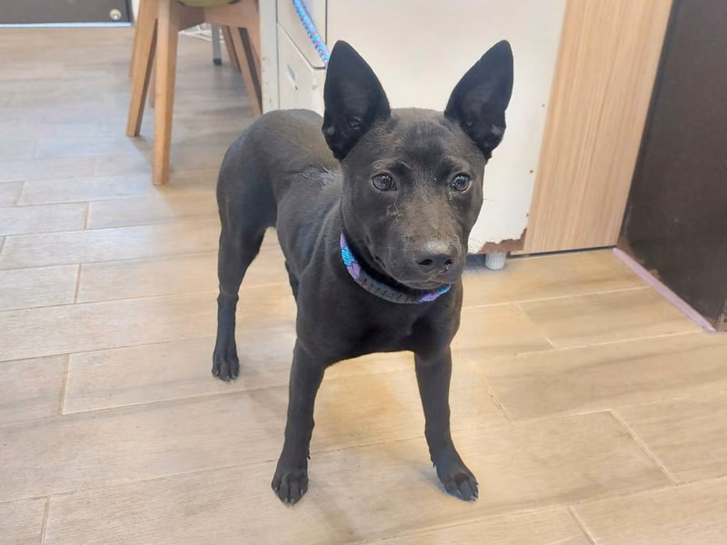 Black young female mixed-breed dog, Medium, shelter no. …3001