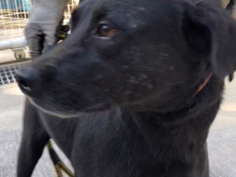 Black adult female mixed-breed dog, Medium, shelter no. …0-14