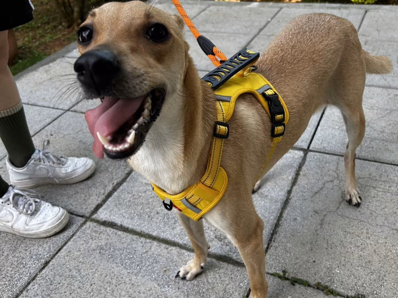 Tan-and-white adult female mixed-breed dog, Medium, shelter no. …0015