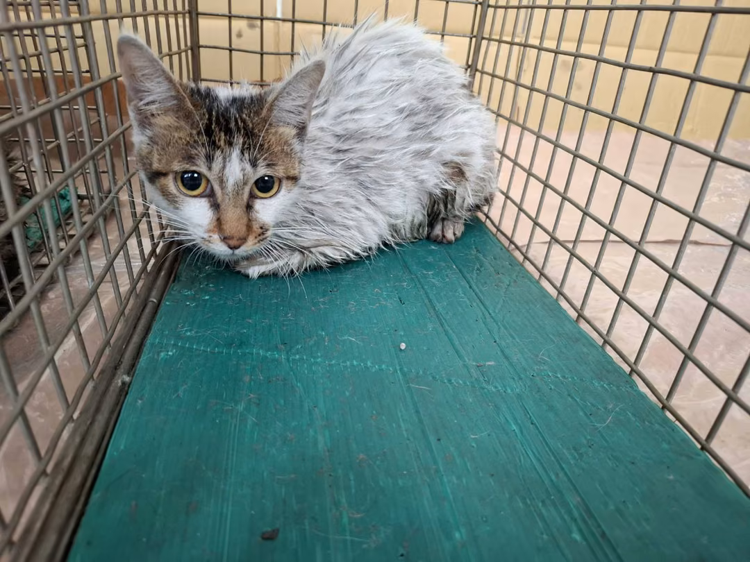 Tabby-and-white young female mixed-breed cat, Small, shelter no. …2306