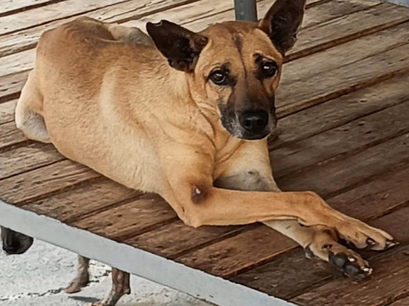 Tan adult male mixed-breed dog, Large, shelter no. …005D