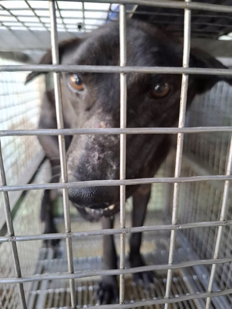 Black adult male mixed-breed dog, Medium, shelter no. …7-07