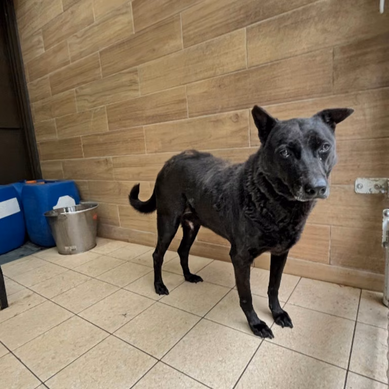 Black adult female mixed-breed dog, Medium, shelter no. …0002