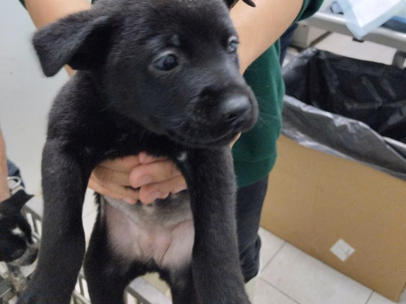 Black young female mixed-breed dog, Small, shelter no. …0001