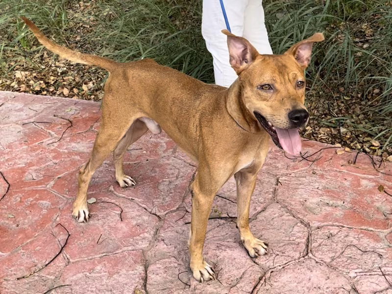 Tan adult male mixed-breed dog, Medium, shelter no. …1001