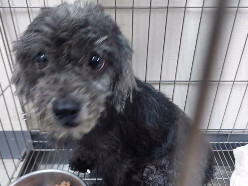 Black adult male poodle, Small, shelter no. …1012