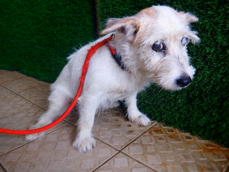 Tan-and-white adult female mixed-breed dog, Small, shelter no. …4613