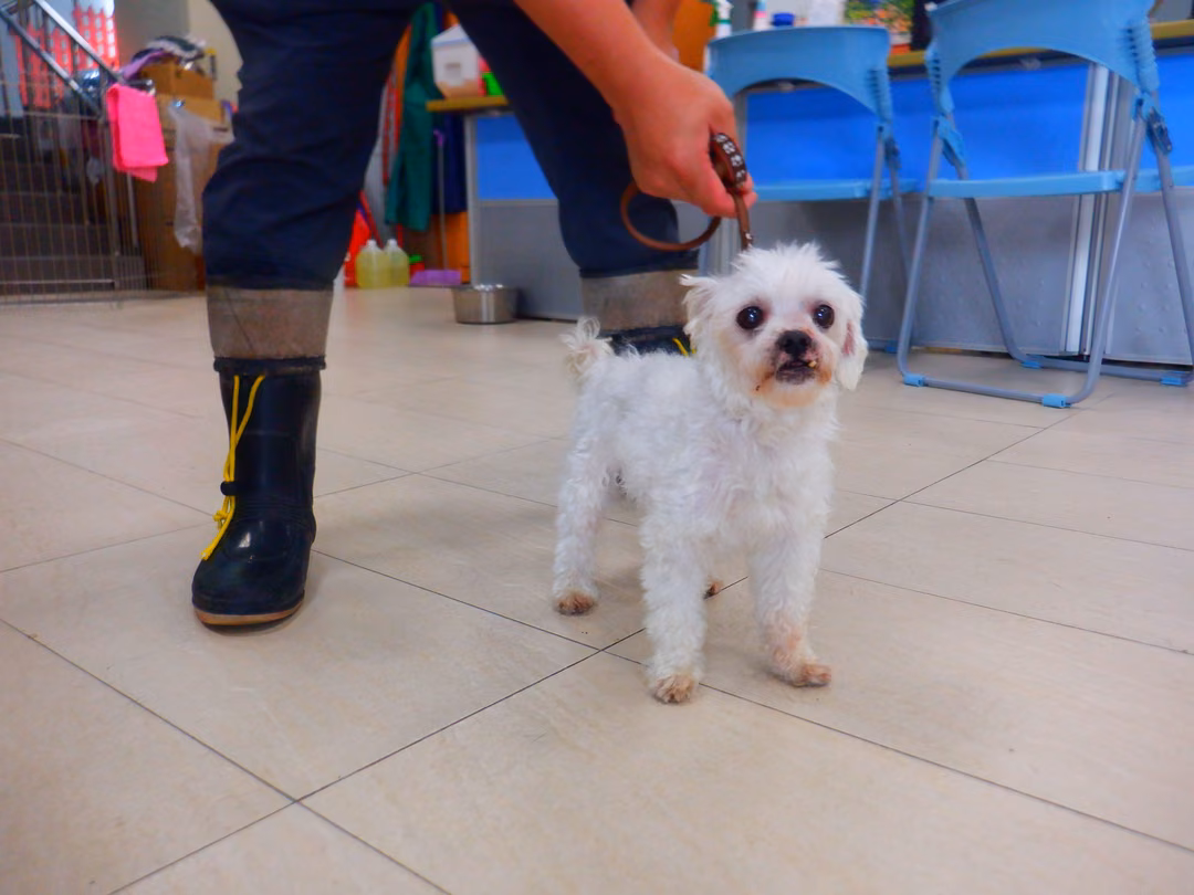 White adult male mixed-breed dog, Small, shelter no. …4678