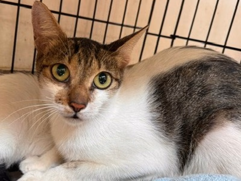 Pusang halo ang lahi (Babae, Matanda na, may guhit at puti), Malaki, blg. ng shelter …3002