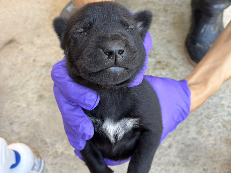 Black young male mixed-breed dog, Small, shelter no. …6013