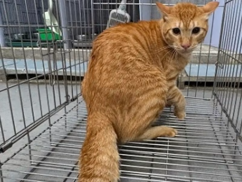 Orange tabby adult male mixed-breed cat, Medium, shelter no. …9001