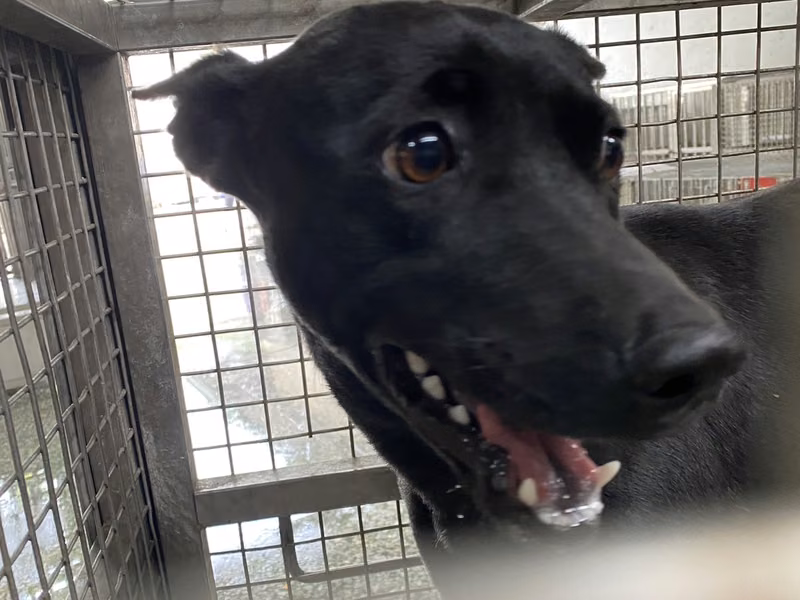 Black adult female mixed-breed dog, Medium, shelter no. …6-08