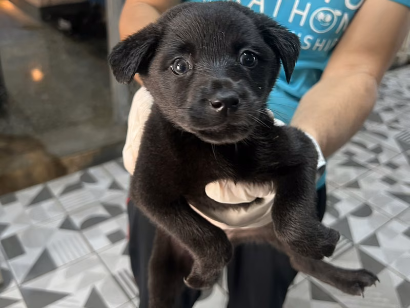 Black young female mixed-breed dog, Small, shelter no. …9011