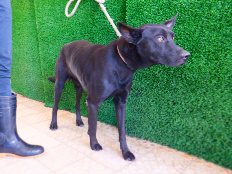 Black adult male mixed-breed dog, Medium, shelter no. …0729