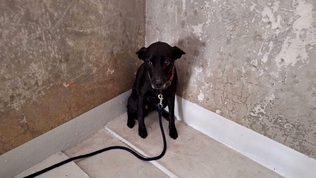 Black adult male mixed-breed dog, Medium, shelter no. …9002