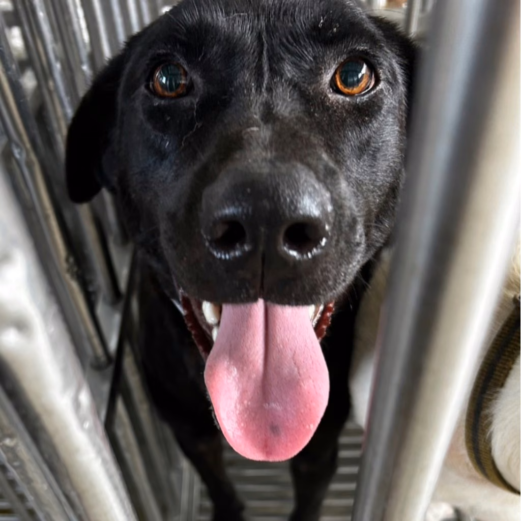 Black adult female mixed-breed dog, Large, shelter no. …1021