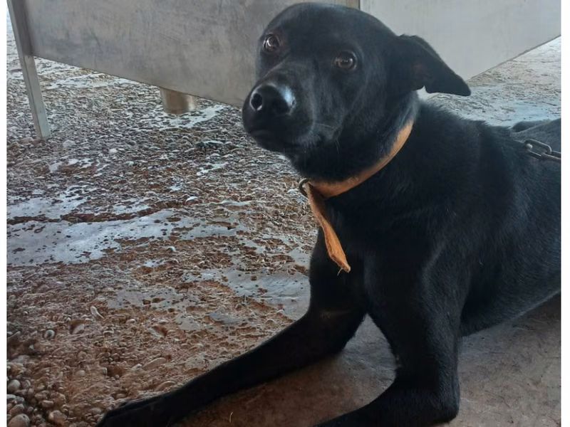 Black adult male mixed-breed dog, Large, shelter no. …062D