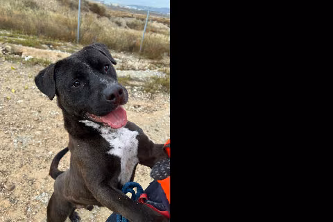 Aemond, Adult · Male · Mixed breed