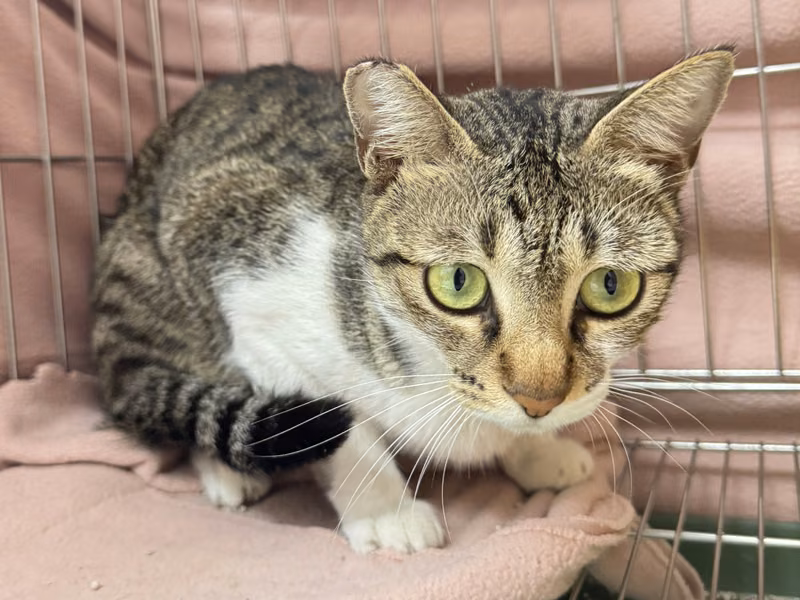 Tabby-and-white adult female mixed-breed cat, Small, shelter no. …9001